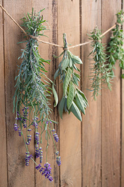 Culinary herbs drying Culinary herbs drying in the sun in front of a rustic wooden background rosemary dry spice herbal medicine stock pictures, royalty-free photos & images