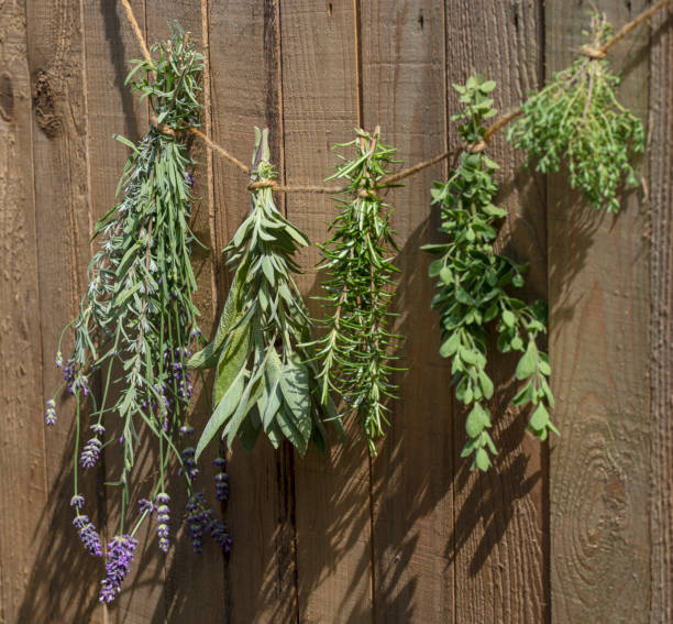 istock Culinary herbs hung up to dry 1171650033