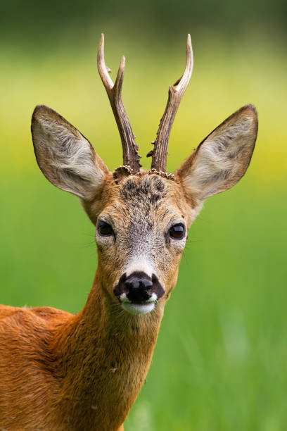 istock Head of roe deer buck in summer nature. 1171651062