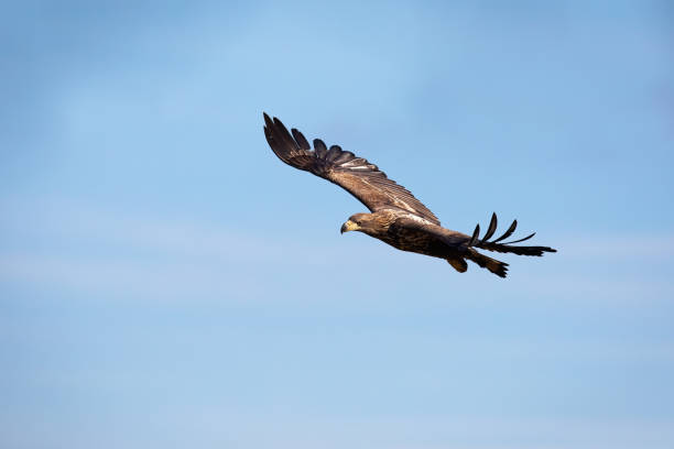 istock Juvenile white-tailed eagle flying against blue sky at sunrise. 1171651071
