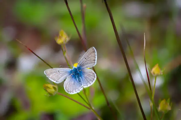 Common Blue Butterfly on wildflowers