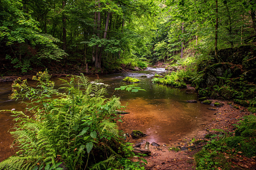 Creek in Spring, Worcester, Pennsylvania, USA