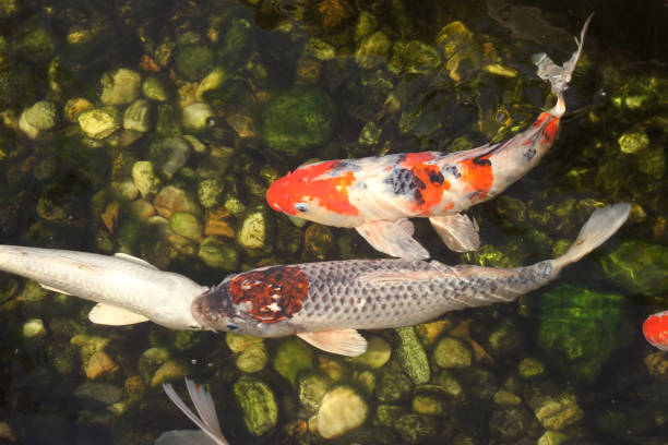 istock orange Carp koi swimming in water 1171652643