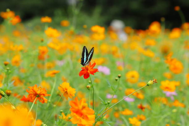 istock swallowtail butterfly and yellow cosmos 1171653501