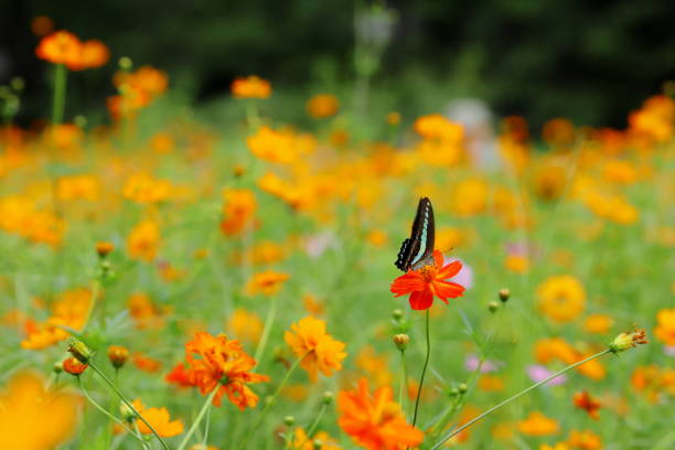 istock swallowtail butterfly and yellow cosmos 1171653515