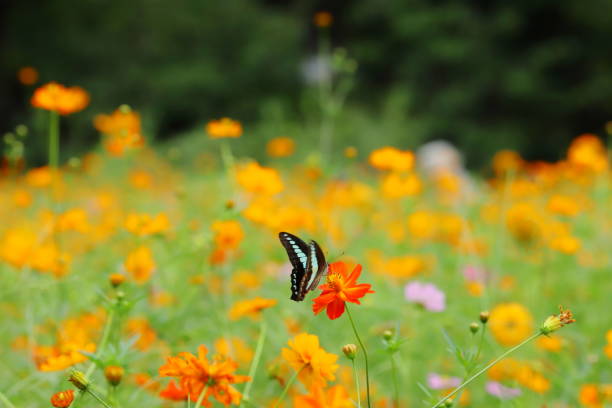 istock swallowtail butterfly and yellow cosmos 1171653529