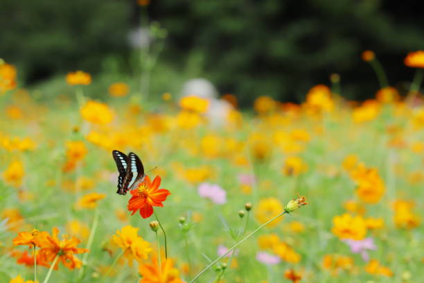 istock swallowtail butterfly and yellow cosmos 1171653542