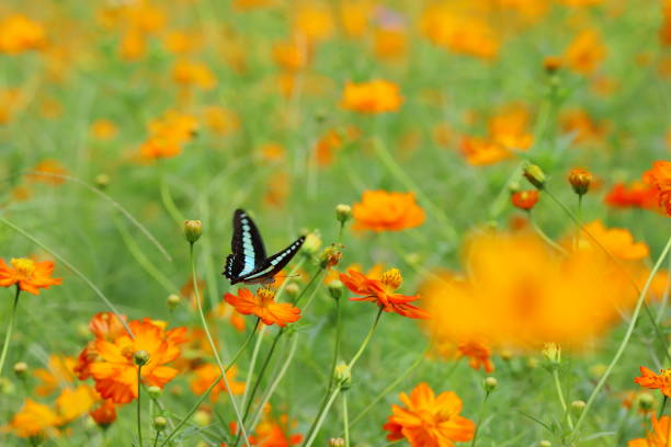 istock swallowtail butterfly and yellow cosmos 1171653567