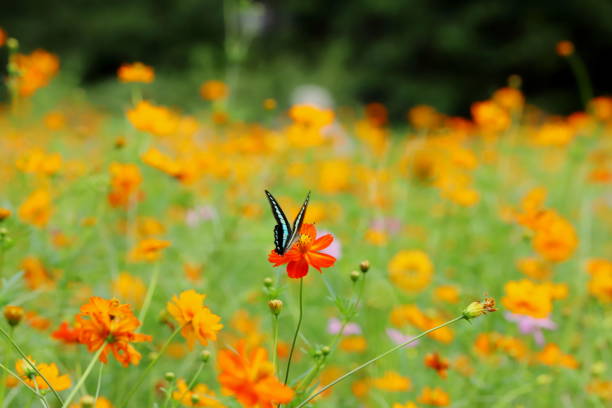 istock swallowtail butterfly and yellow cosmos 1171653570