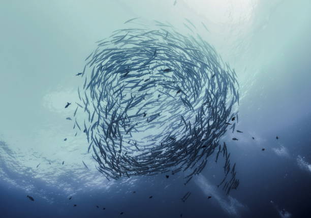 tourbillon de barracuda de poisson avec la lumière de soleil - barracuda photos et images de collection