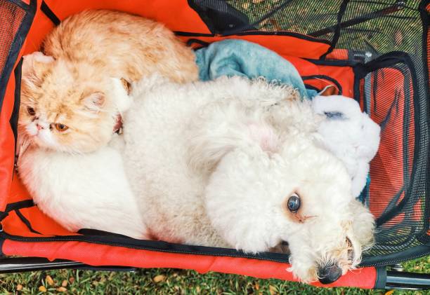 A cat and a dog on a stroller looking up