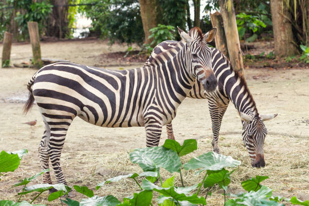 istock Two beautiful african striped zebra in the pasture, wildlife. 1171653788
