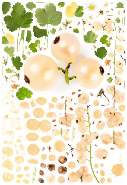 Large collection of white currant fruit pieces, slices and leaves isolated on white background. Top view. Seamless abstract pattern.