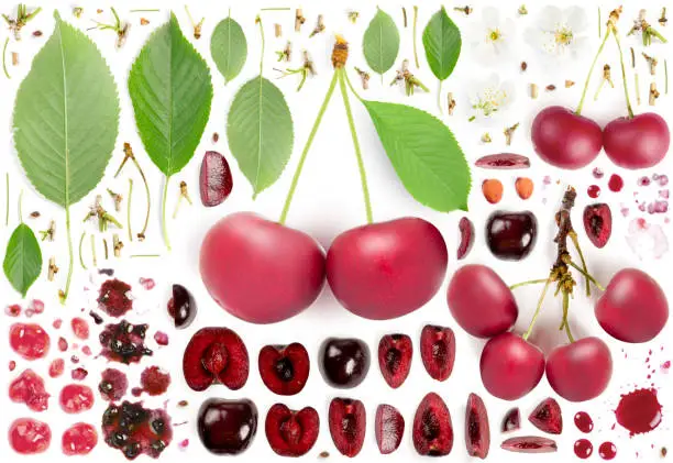 Large collection of cherry fruit pieces, slices and leaves isolated on white background. Top view. Seamless abstract pattern.