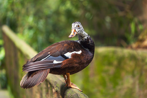 The whistling ducks or tree ducks brown color with white head with black speck standing on a perch in tropic rain forest. Closeup