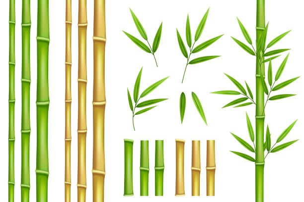 bambusgrün und braune dekorationselemente in realistischem stil. nahtlose vertikale ränder aus stielen, isolierten blättern und stöcken und frischen natürlichen pflanzen. - bamboo stock-grafiken, -clipart, -cartoons und -symbole