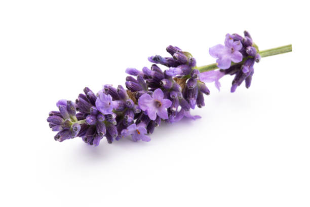 istock Lavender flowers on a white background. 1171655991