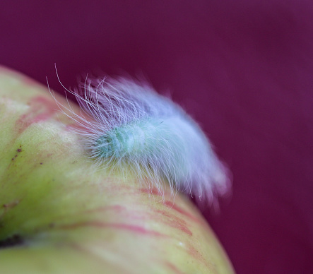 Hairy green caterpillar on an apple