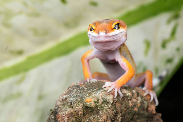istock The Little Gecko 1171657377