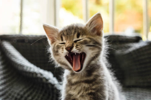 istock Abandoned cat in cage. Animal shelter. Hope for pet adoption 1171657430