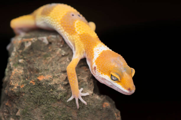 istock The Little Gecko 1171657446