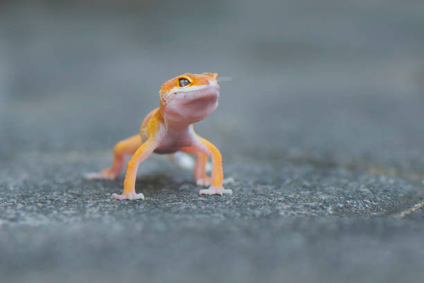 istock The Little Gecko 1171657460