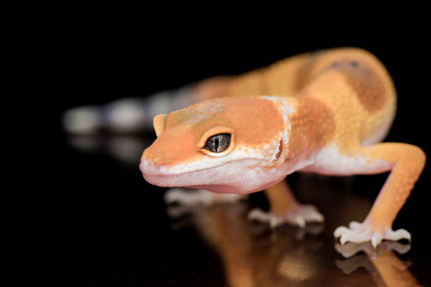 istock The Little Gecko 1171657560