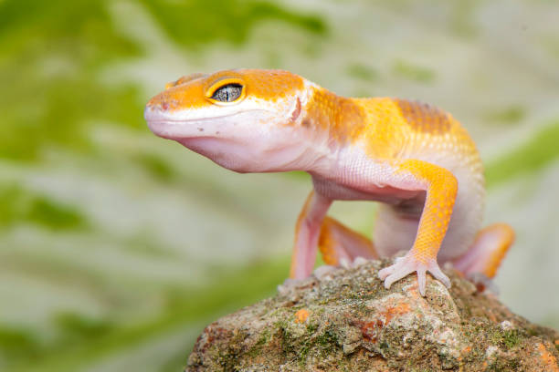 istock The Little Gecko 1171658161