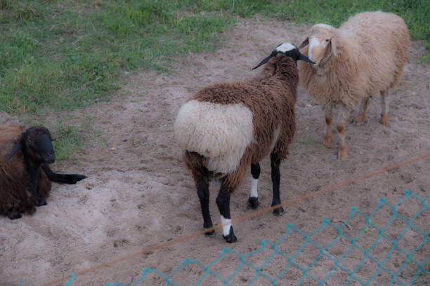 Sheep walk in the aviary on the farm. Tawny sheep. Fine-haired lambs. These animals are raised for meat, wool, milk, fat, skins and experiments (Dolly sheep). Summer. Evening.