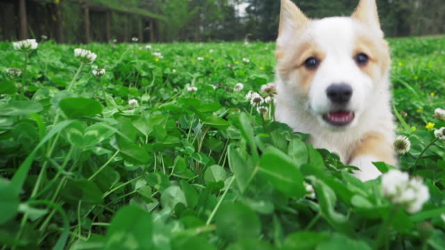 Happy puppy corgi dog running after camera in clover field