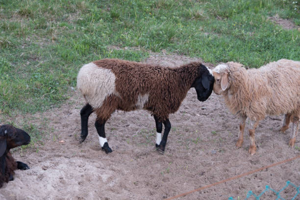 istock Sheep walk in the aviary on the farm 1171658732