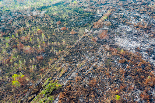 Aerial view directly from above of some burnt down rainforest in the island of Borneo (Kalimantan) of Indonesia. Slash and burn is a common practice in Indonesia as people don't want to spend money to clean deforested land.