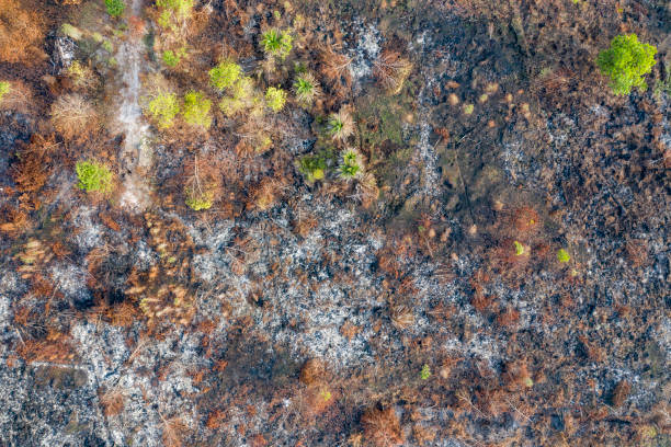 istock Rainforest of Indonesia burnt down by criminal slash and burn 1171660924