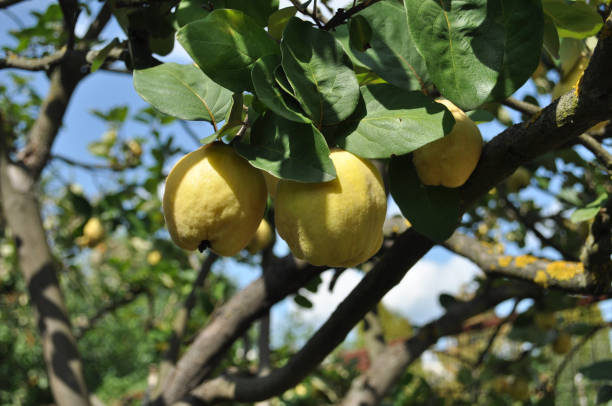 istock Ripe quince fruits on a tree on a sunny day 1171661089