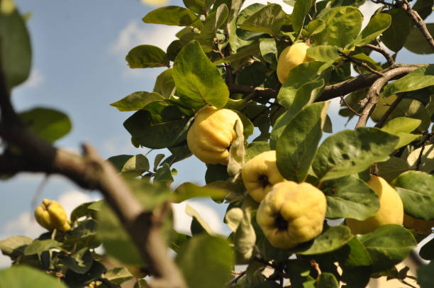 istock Ripe quince fruits on a tree on a sunny day 1171661097