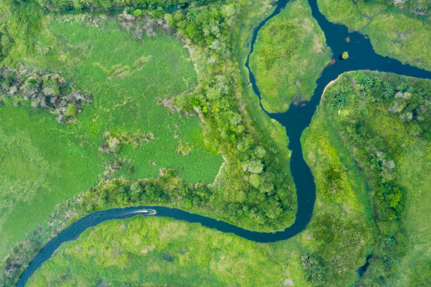 rio e floresta húmida em bornéu kalimantan com barco tradicional - kalimantan - fotografias e filmes do acervo