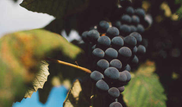 istock Close-Up Of Grapes Growing In Vineyard 1171666245