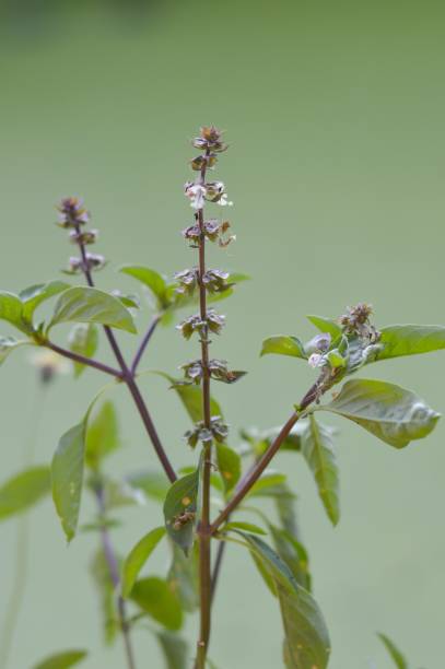 istock fresh green Common Basil plant in nature garden 1171666631