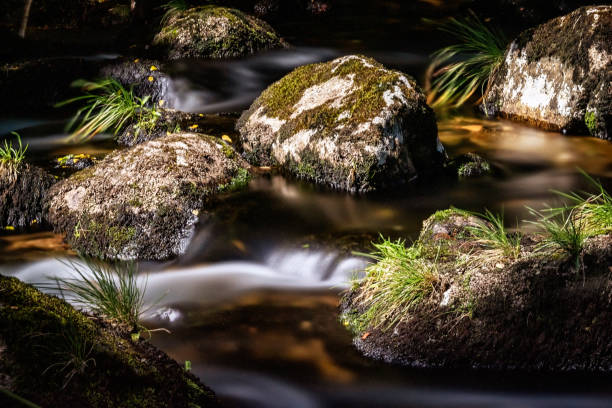 Beautiful misty woodland scene at Golitha Falls Nature Reserve on the River Fowey Cornwall England UK Europe
