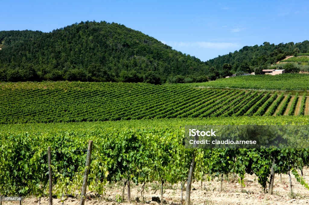 Regione del Chianti. Vigneti. Immagine a colori - Foto stock royalty-free di Agricoltura