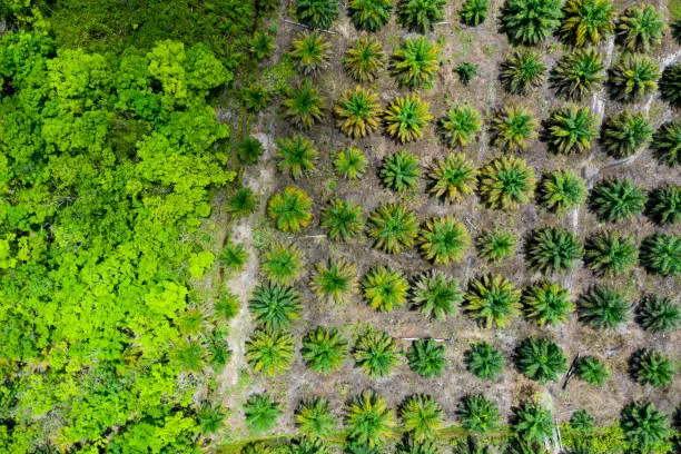 Aerial view and directly from above of some palm oil plantations in the province of Kalimantan (Borneo). Palm trees are used to produce cheap oil that is used unfortunately worldwide and rainforests are being destroyed to replace natural habitats with this commodity.
