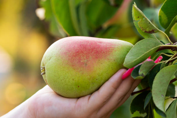 istock Pear on hand, holding pear, fruit on branch, ripe fruit 1171670833