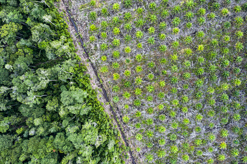 Aerial view and directly from above of some palm oil plantations in the province of Kalimantan (Borneo). Palm trees are used to produce cheap oil that is used unfortunately worldwide and rainforests are being destroyed to replace natural habitats with this commodity.