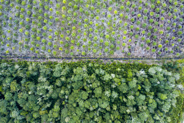 istock Palm oil plantation facing remaining forest in Indonesia 1171671146