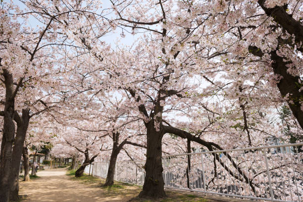 istock Spring Park in Kobe, Hyogo 1171671416
