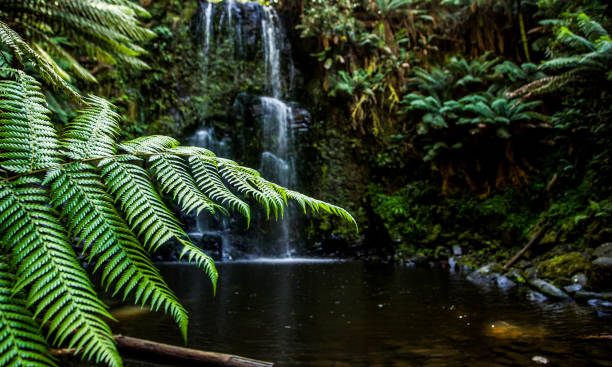 istock Beauchamp Falls Fern 1171671524