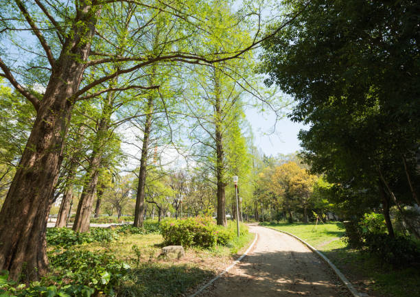 Park in the morning