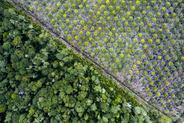 istock Palm oil plantation facing remaining forest in Indonesia 1171671696