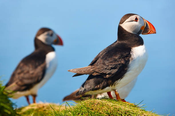 istock Puffin on Mykines cliffs under blue sky. Faroe birdlife 1171672119