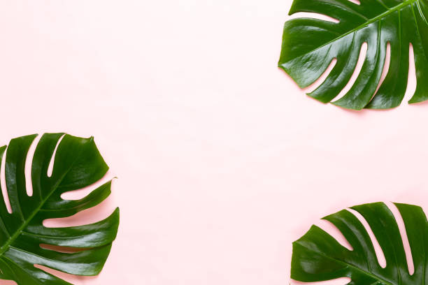istock Tropical Jungle Leaf, Monstera, resting on flat surface, on peach background. 1171672747